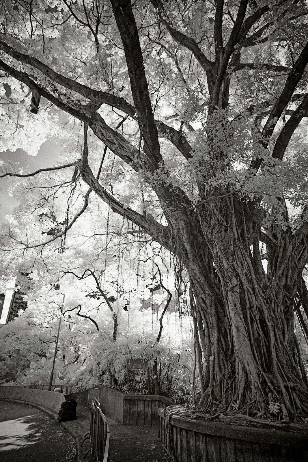 Banyan Tree and Hong Kong Central in Infrared.